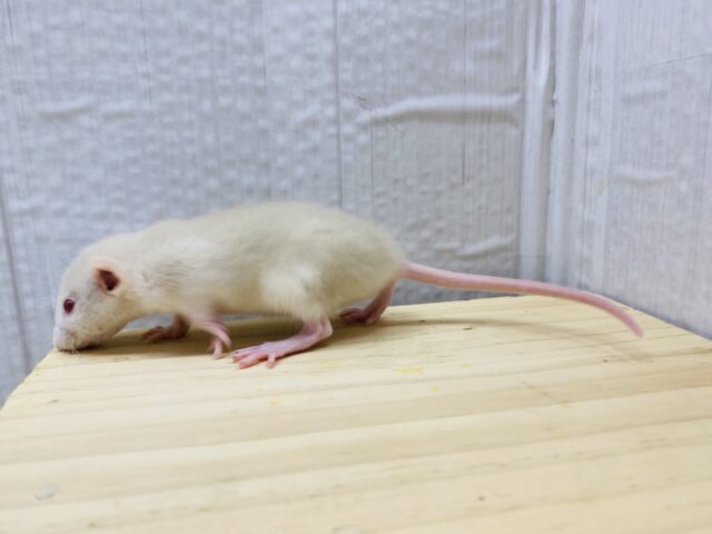 ファンシーラット