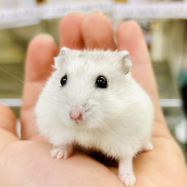 ドワーフハムスター系