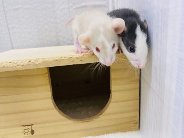 ファンシーラット