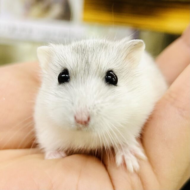 ドワーフハムスター系