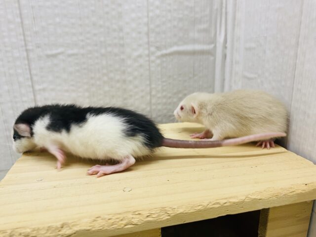 ファンシーラット