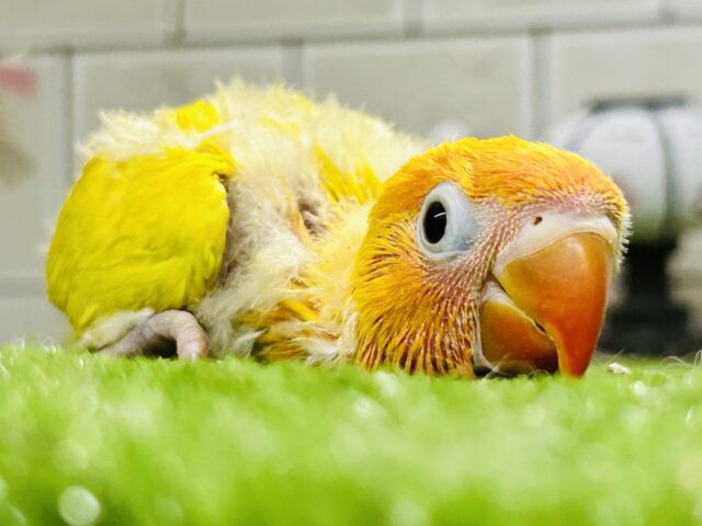 ヤマブキボタンインコ