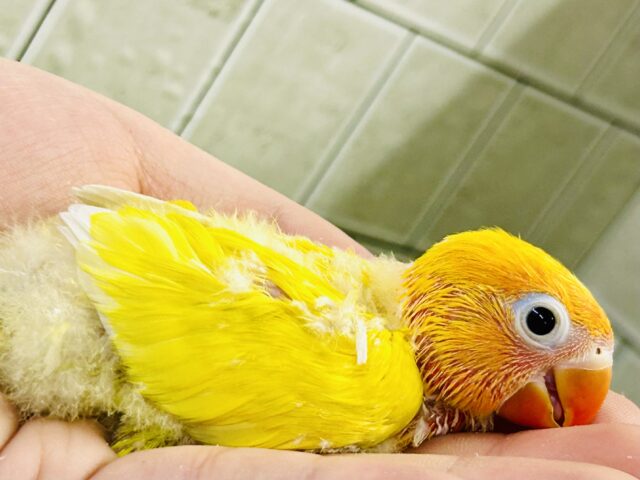 ヤマブキボタンインコ