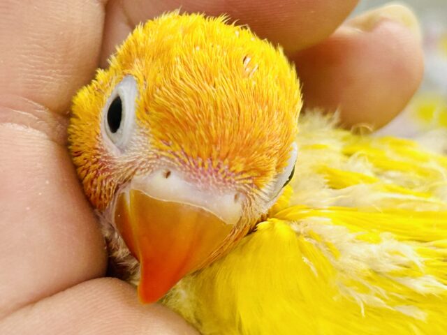 ヤマブキボタンインコ