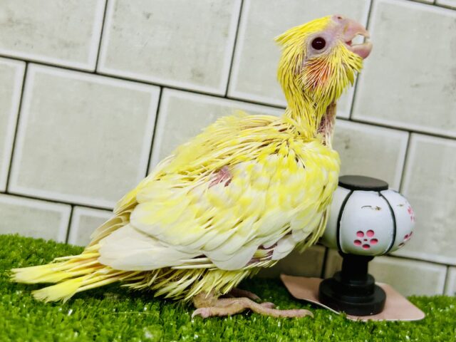オカメインコ
