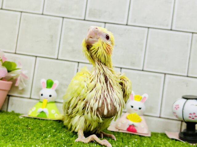 オカメインコ