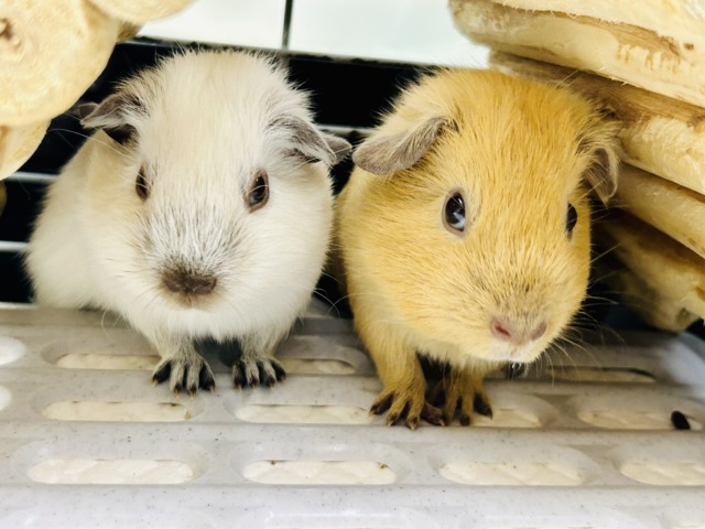 ロシアンモルモット