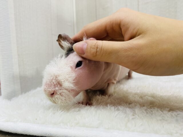 スキニーギニアピッグ