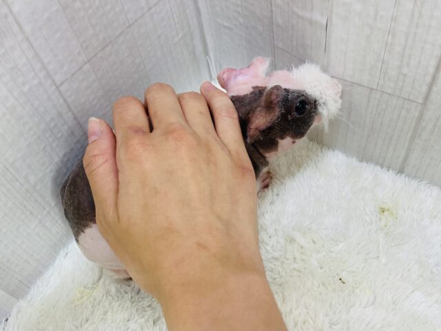 スキニーギニアピッグ