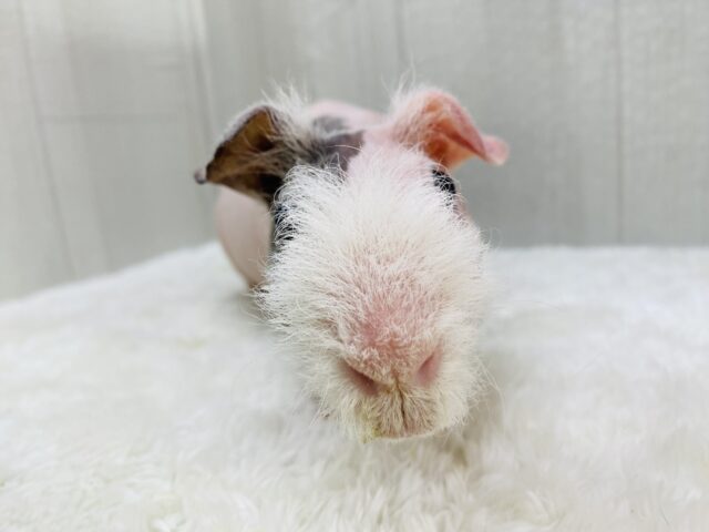スキニーギニアピッグ