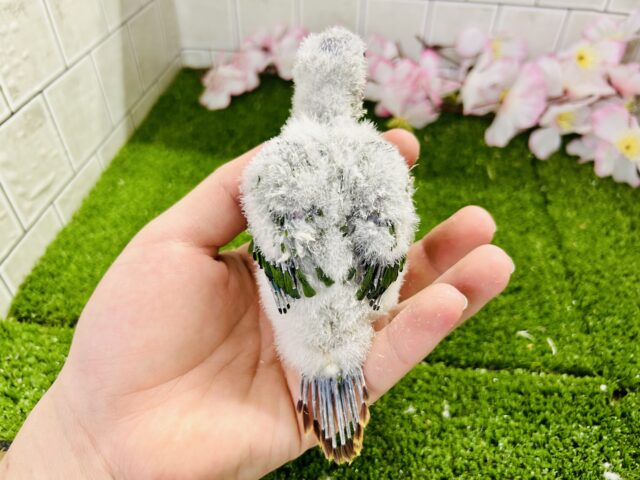 ワキコガネウロコインコ