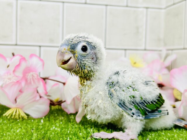 ワキコガネウロコインコ