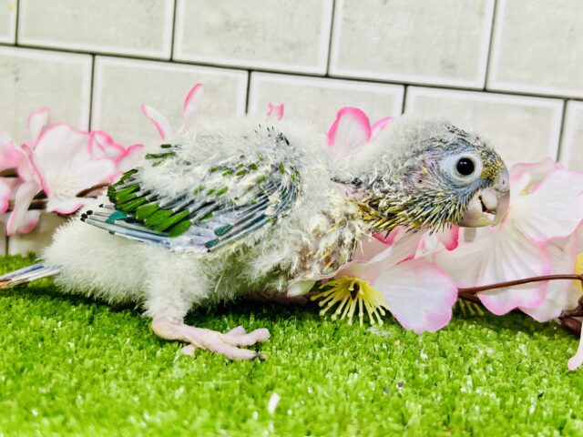 ワキコガネウロコインコ