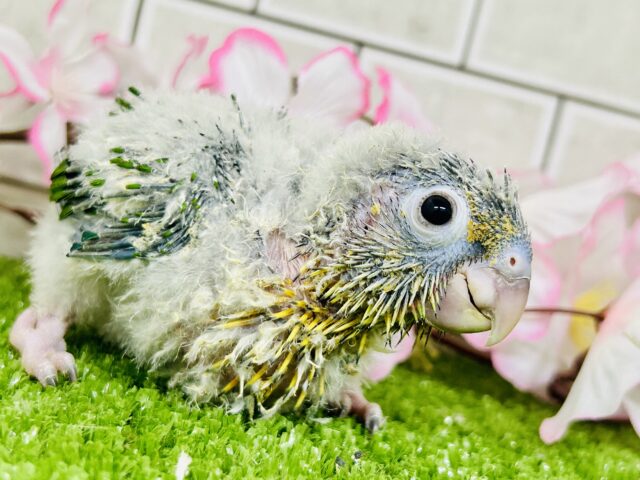 ワキコガネウロコインコ