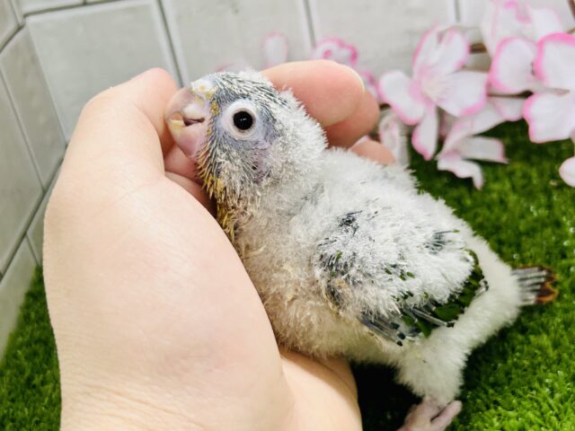 ワキコガネウロコインコ