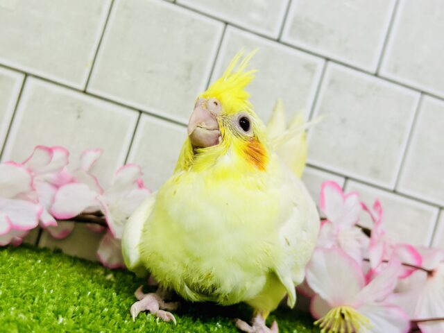 オカメインコ