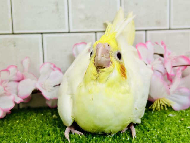 オカメインコ