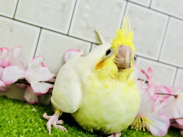 オカメインコ