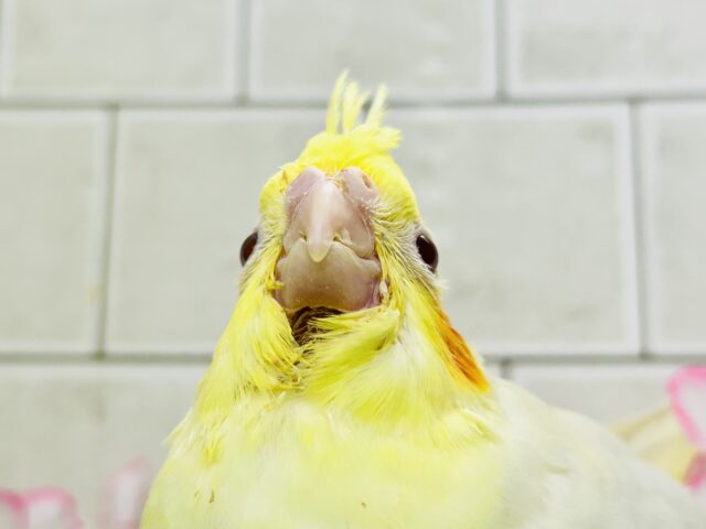 オカメインコ