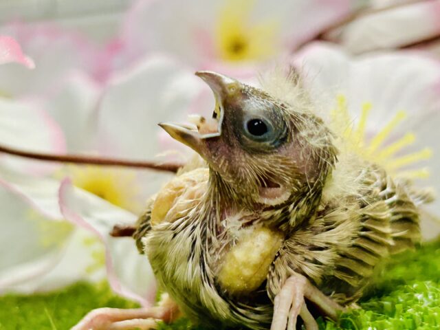 錦花鳥（キンカチョウ）
