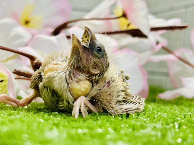 錦花鳥（キンカチョウ）