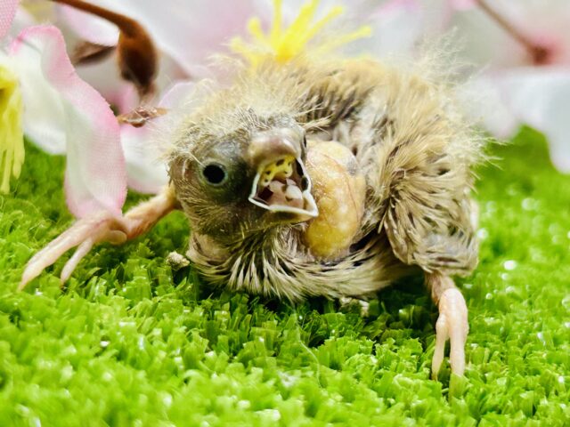 錦花鳥（キンカチョウ）