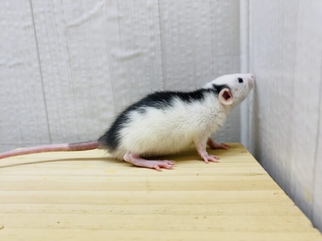 ファンシーラット