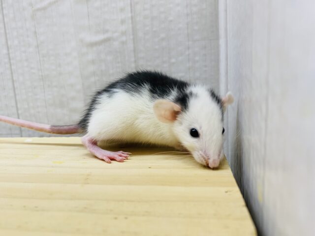 ファンシーラット