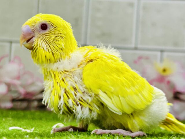 セキセイインコ