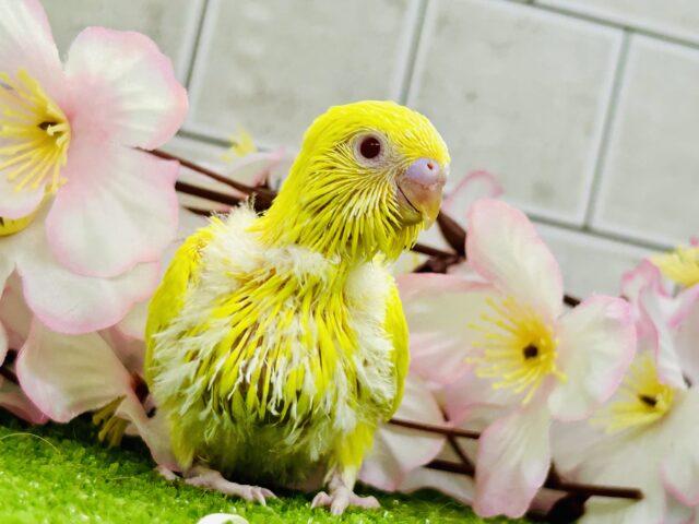 セキセイインコ