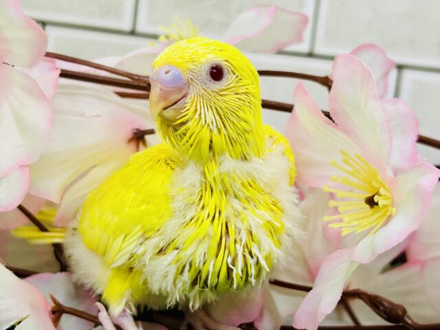 セキセイインコ