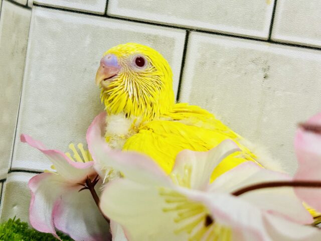 セキセイインコ