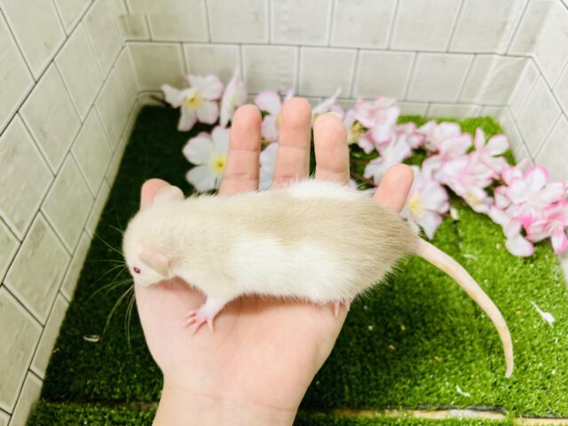 ファンシーラット