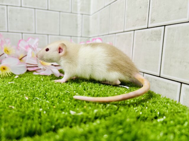 ファンシーラット