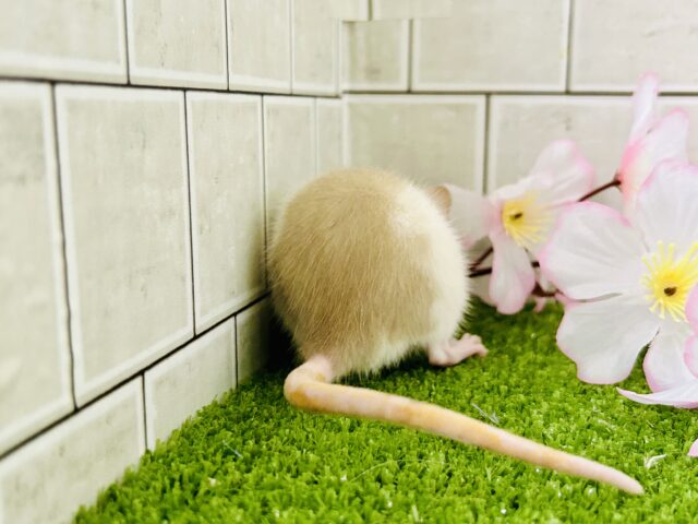 ファンシーラット