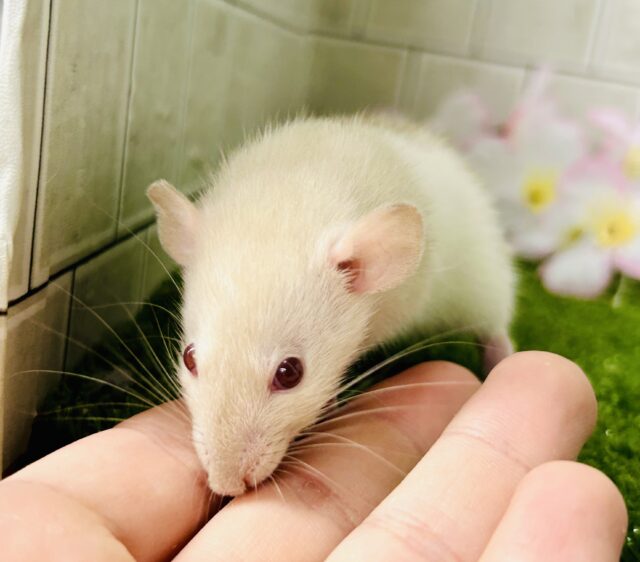 ファンシーラット