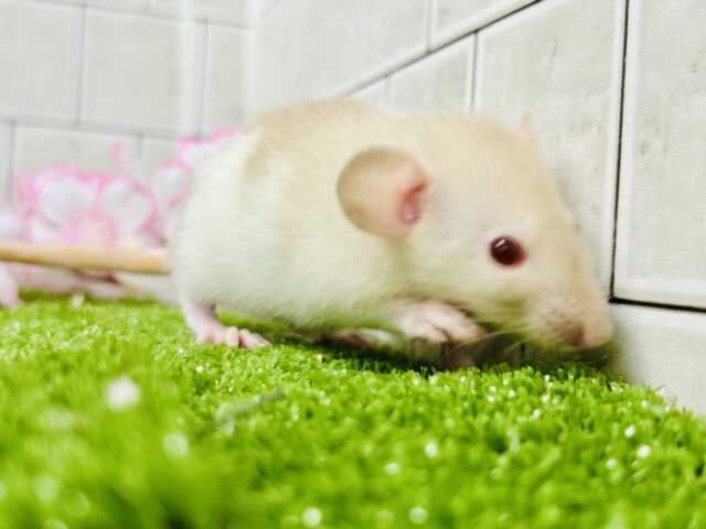 ファンシーラット