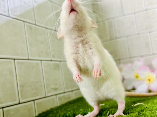 ファンシーラット