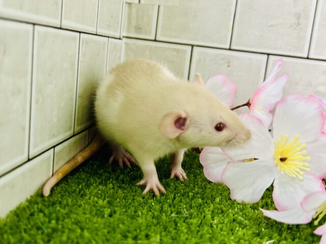 ファンシーラット