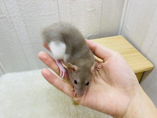 ファンシーラット