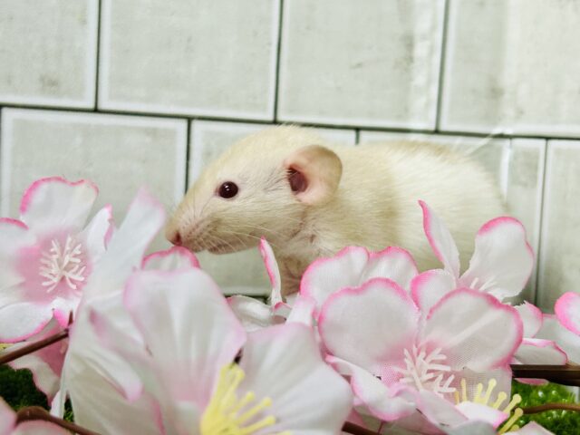 ファンシーラット