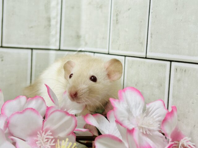 ファンシーラット