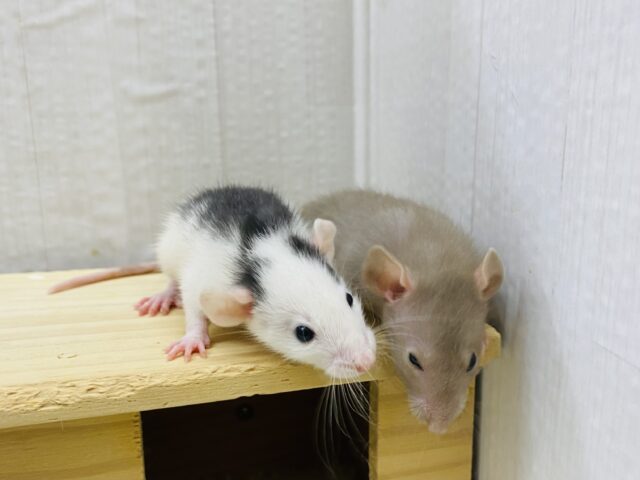 ファンシーラット