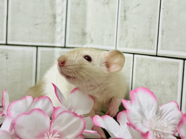 ファンシーラット