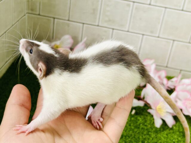 ファンシーラット