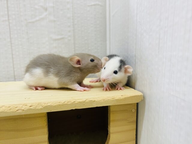 ファンシーラット