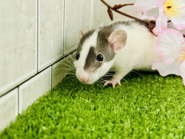 ファンシーラット