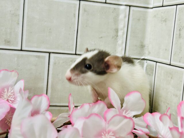 ファンシーラット