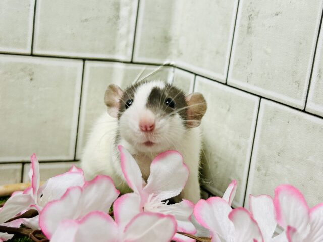 ファンシーラット