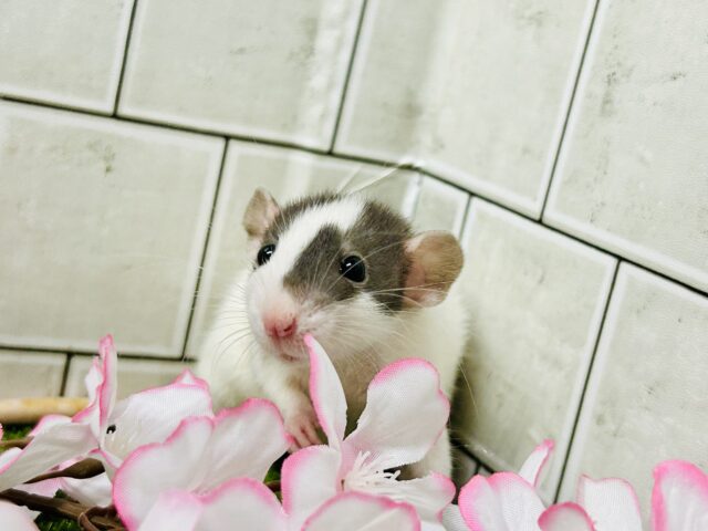 ファンシーラット